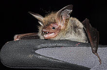 Bechsteinfledermaus (M. Olthoff)
