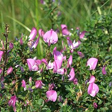 Dorniger Hauhechel (Ononis repens). In NRW im Bestand gefährdet (Rote Liste NRW 2020)
