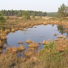 Moorfrosch-Laichgewässer in den Borkenbergen.