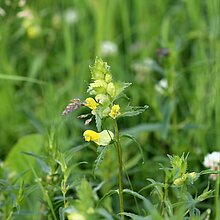 Großer Klappertopf (Rhinanthus serotinus). In NRW im Bestand gefährdet (Rote Liste NRW 2020)