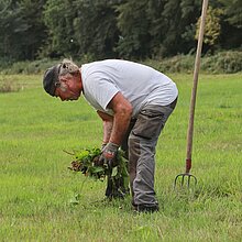 Zurückdrängen von Störzeigern: Ampferstechen.