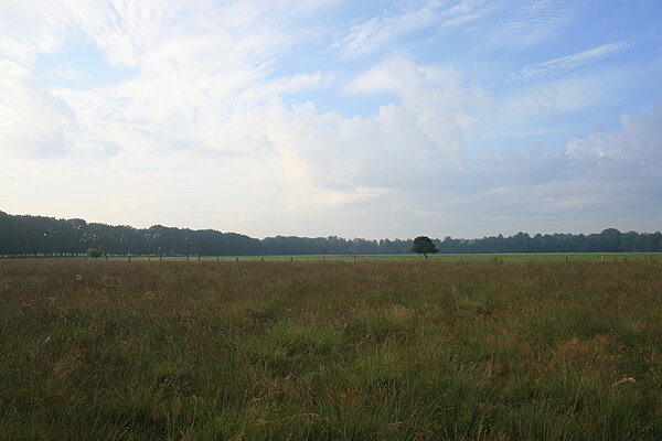 NSG Wildpferdebahn im Merfelder Bruch (Dülmen): Das Erscheinungsbild der Pfeifengraswiese wird vom hüfthohen Pfeifengras geprägt. Der Artenreichtum zeigt sich dem Betrachter erst beim Durchschreiten der Wiese.
