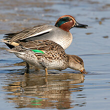 Krickente (Anas crecca)