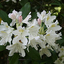 Im Venner Moor gibt es große Rhododendron-Bestände. Sie sind neophytisch und nicht standortgerecht. Zudem verdrängen sie die typische Wald- und Moorvegetation im Schutzgebiet, sodass sie aufwendig entfernt werden müssen.