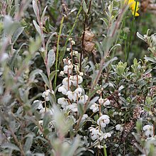 Kriechweide (Salix repens). Bestand in NRW gefährdet (Rote Liste NRW 2020)