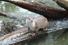 Fischotter (Flussbüro Erfurt)