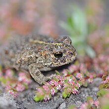 Kreuzkröte (Epidalea calamita)