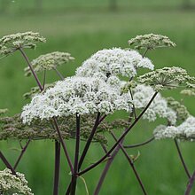 Wald-­Engelwurz (Angelica sylvestris)