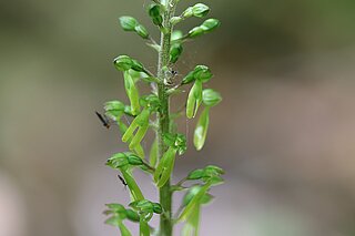 Großes Zweiblatt (Listera ovata)