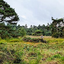 Mit Gagel verbuschter Bereich im Süskenbroksmoor.