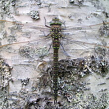 Torf-Mosaikjungfer (Aeshna juncea)