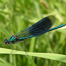 Gebänderte Prachtlibelle (Calopteryx splendens), Männchen.