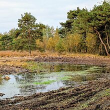 Wiederherstellung des Orchideenstandorts: Entbuschter Bereich im Süskenbrocksmoor.