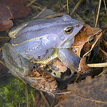 Moorfrosch (Rana arvalis)