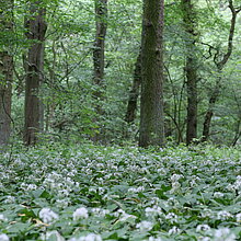 Waldmeister-Buchenwald mit Bärlauch-Aspekt im NSG Ichterloh.