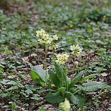Hohe Schlüsselblume (Primula elatior)
