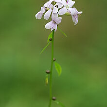 Zwiebel-Zahnwurz (Dentaria bulbifera)