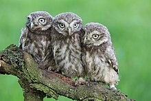 Steinkauz Ästlinge auf Ast (W. Rusch)