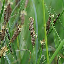 Behaarte Segge (Carex hirta)