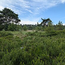 In den 1970er Jahren hat der ehrenamtliche Naturschutz im Süskenbrooksmoor Gagel (Myrica gale) aus dem benachbarten FFH-Gebiet Gagelbruch angesalbt. Mittlerweile hat sich der Gagel auf Kosten der seltenen Orchideenart stark ausgebreitet. Von ehemals 300 -500 Orchideen sind nur noch rund 20 Exemplare vorhanden. Die angedachte Maßnahme beinhaltet die komplette Entbuschung der Fläche.