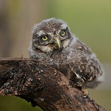 Steinkauz Ästling (B. Stephan)