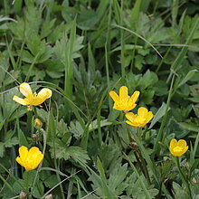 Kriechender Hahnenfuß (Ranunculus repens)