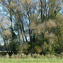 Alte Steinweiden entlang des Varlarer Mühlenbachs.