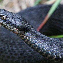 Kreuzotter (Vipera berus) im Venner Moor.