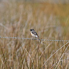 Schwarzkehlchen (Saxicola rubicola)