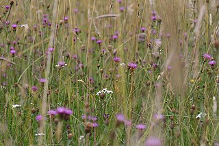 NSG Hirschpark bei Nordkirchen im Hochsommer: Glatthaferwiese mit der Kennart Wiesen-Flockenblume (Centaurea jacea). Deren Blütezeit beginnt nach der ersten Mahd ab Ende Juni und dauert bis spät in den September hinein. Sie wird mit dem zweiten Wiesenschnitt geerntet.