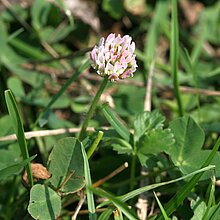 Erdbeer-Klee (Trifolium fragiferum)