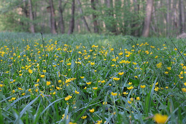 Blühende Sumpfdotterblumen im Bachtal Bombecker Aa (Billerbeck)