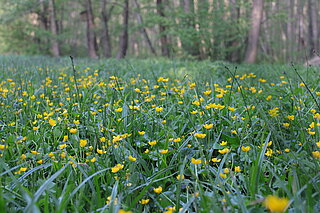 NSG Franzosenbach (Dülmen): Blühende Sumpfdotterblumenwiese im Übergangsbereich zum Erlenbruchwald. Im Spätsommer wird der Bestand von Hand mit dem Freischneider gemäht.