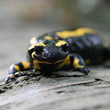 Feuersalamander