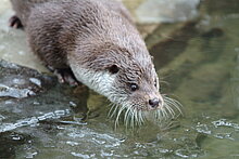 Fischotter (Flussbüro Erfurt)