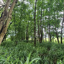 Entlang eines begraditen Zuflusses des Heubaches erstrecken sich noch kleinflächig feucht-nasse Erlenwaldbereiche mit Sumpf- und Winkelsegge. 