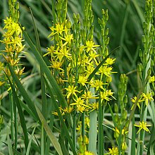 Moorlilie (Narthecium ossifragrum)