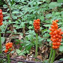 Gefleckte Aronstab (Arum maculatum)