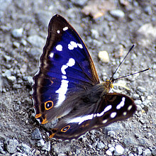 Große Schillerfalter (Apatura iris)