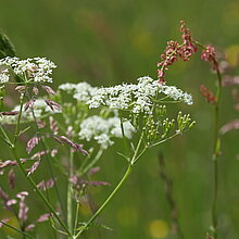 Wilde Möhre Daucus carota