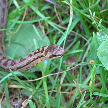 Schlingnatter (Coronella austriaca)