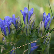 Lungen-Enzian (Gentiana pneumonanthe). Das letzte Vorkommen im Kreis Coesfeld befindet sich im NSG Wildpferdebahn.