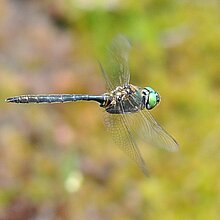 Die Arktische Smaragdlibelle (Somatochlora arctica)