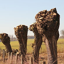 Kopfweide-Rückschnitt.