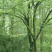 Eichen-Hainbuchenwald