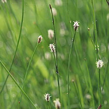 Gewöhnliche Sumpfbinse (Eleocharis vulgaris)