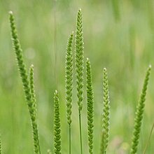 Kammgras (Cynosurus cristatus). In NRW im Bestand gefährdet (Rote Liste NRW 2020)