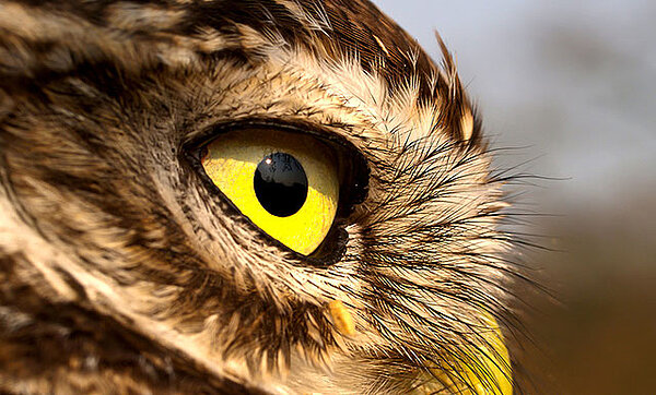 Steinkauz, Kopf seitlich (W. Rusch)