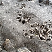 Die Vorderpfote ist 4 bis 7 cm, die Hinterpfote 7 bis 9 cm lang. Fischotter haben Krallen und Schwimmhäute, die man oft in den Trittsiegeln erkennen kann.