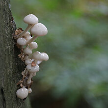 Beringter Schleimrübling (Mucidula mucida)